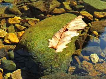 澳門一碼一碼100準(zhǔn)確，澳門一碼精準(zhǔn)預(yù)測