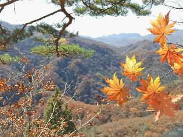 澳門一碼一碼100準(zhǔn)確，澳門一碼精準(zhǔn)預(yù)測
