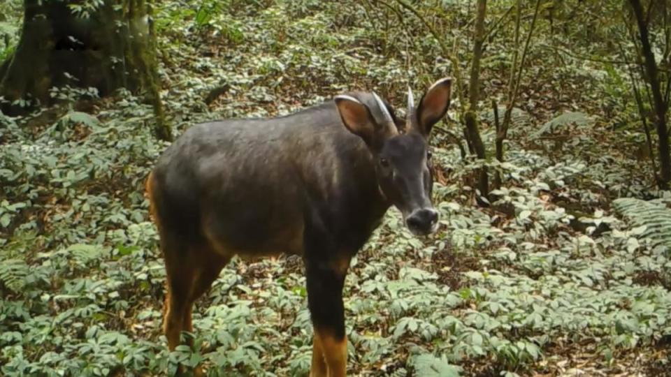 澳門(mén)今晚開(kāi)特馬四不像圖，澳門(mén)特馬四不像圖今晚開(kāi)獎(jiǎng)結(jié)果